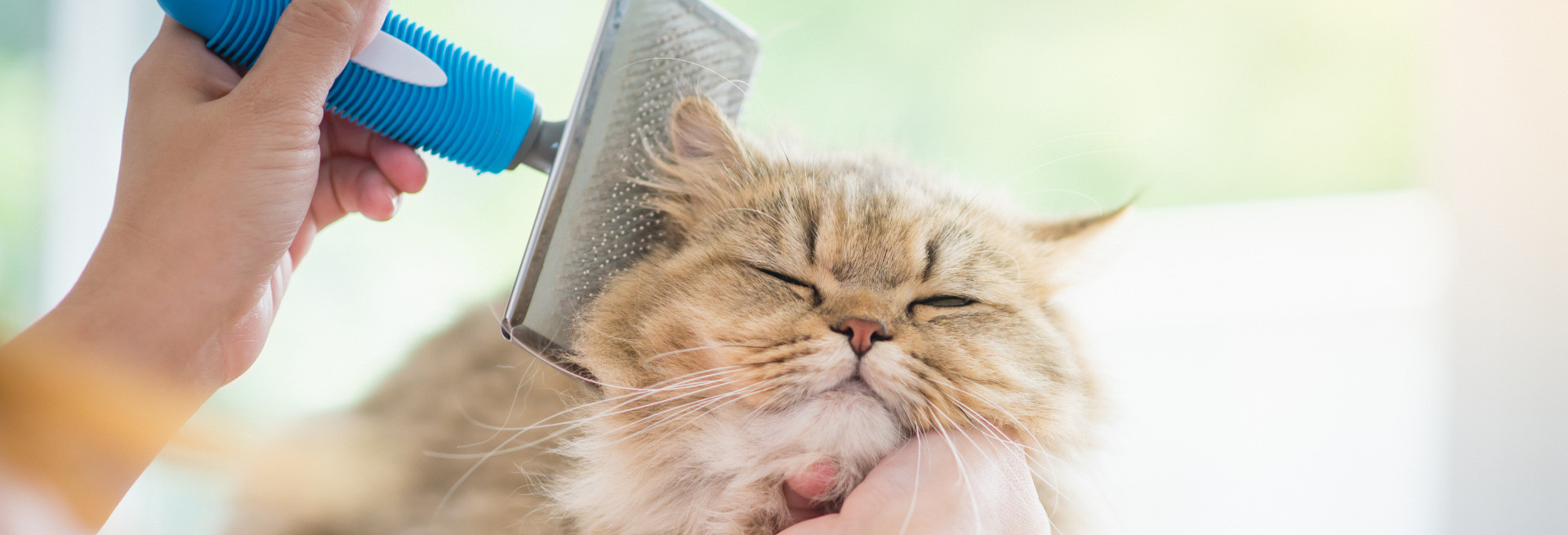 Cat Services
