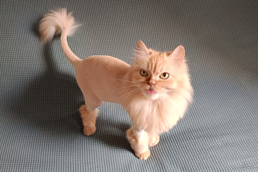 Lion clip